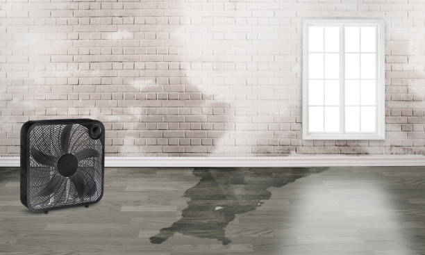Best Carpet water damage restoration  in Woodlawn, MD